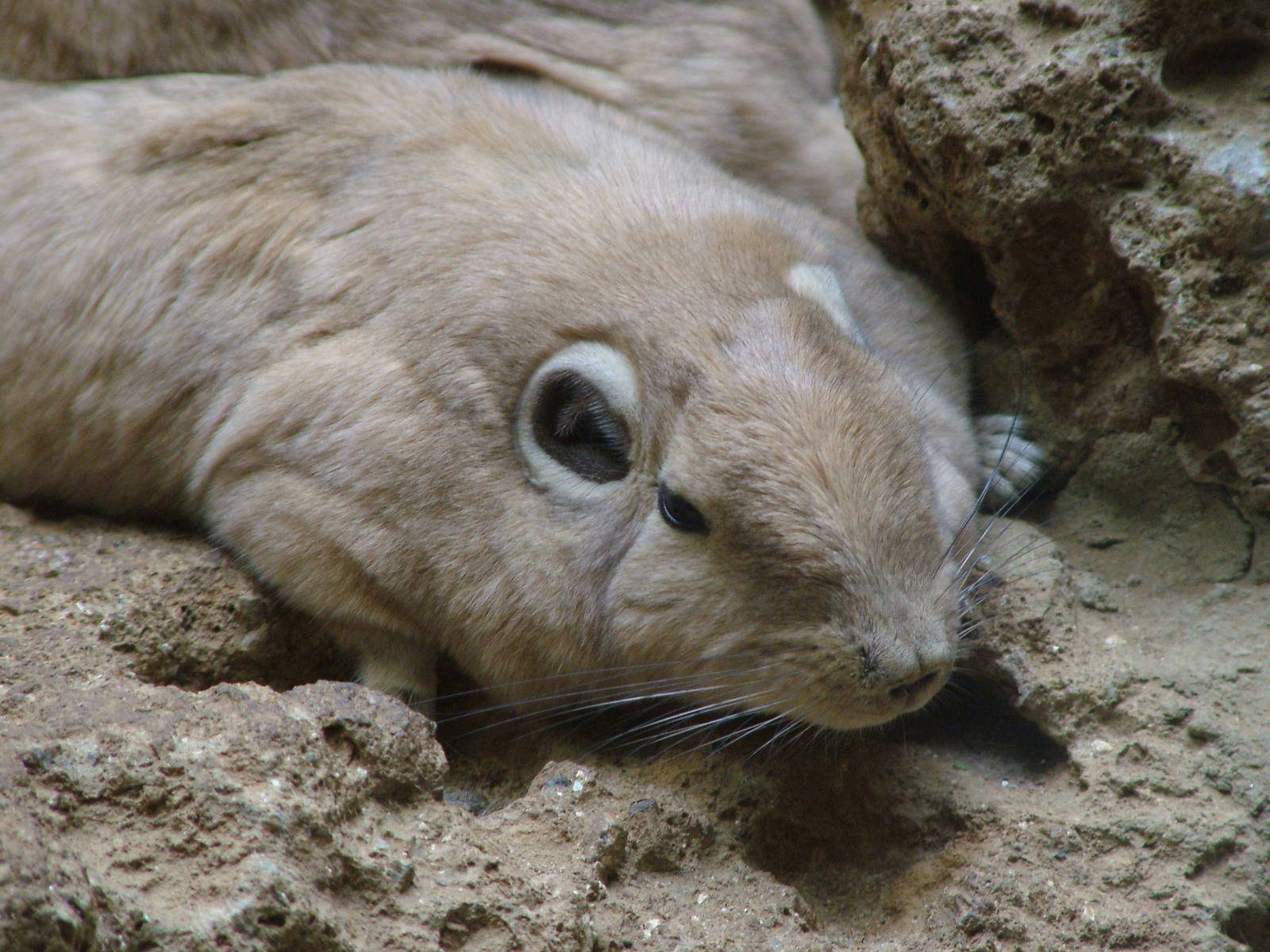 Gundi at Aquazoo 14/05/09