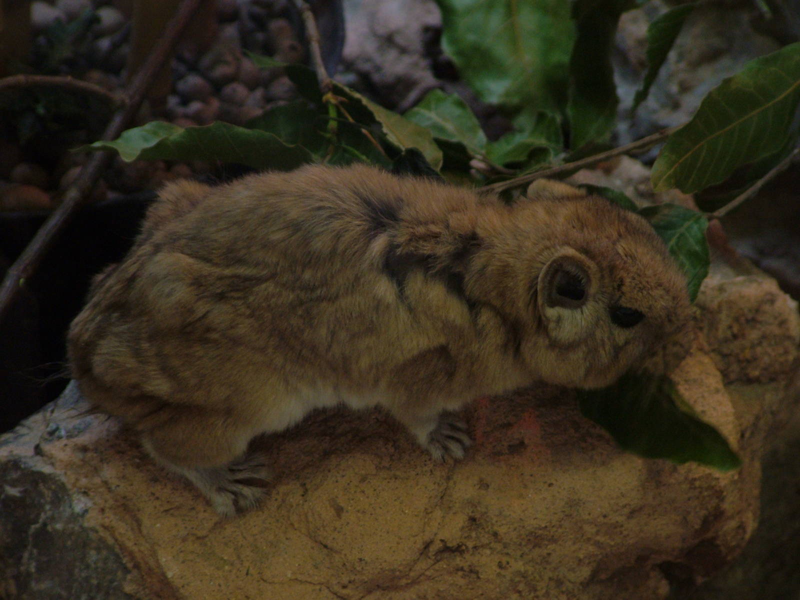 Gundi at Shaldon 10/04/09