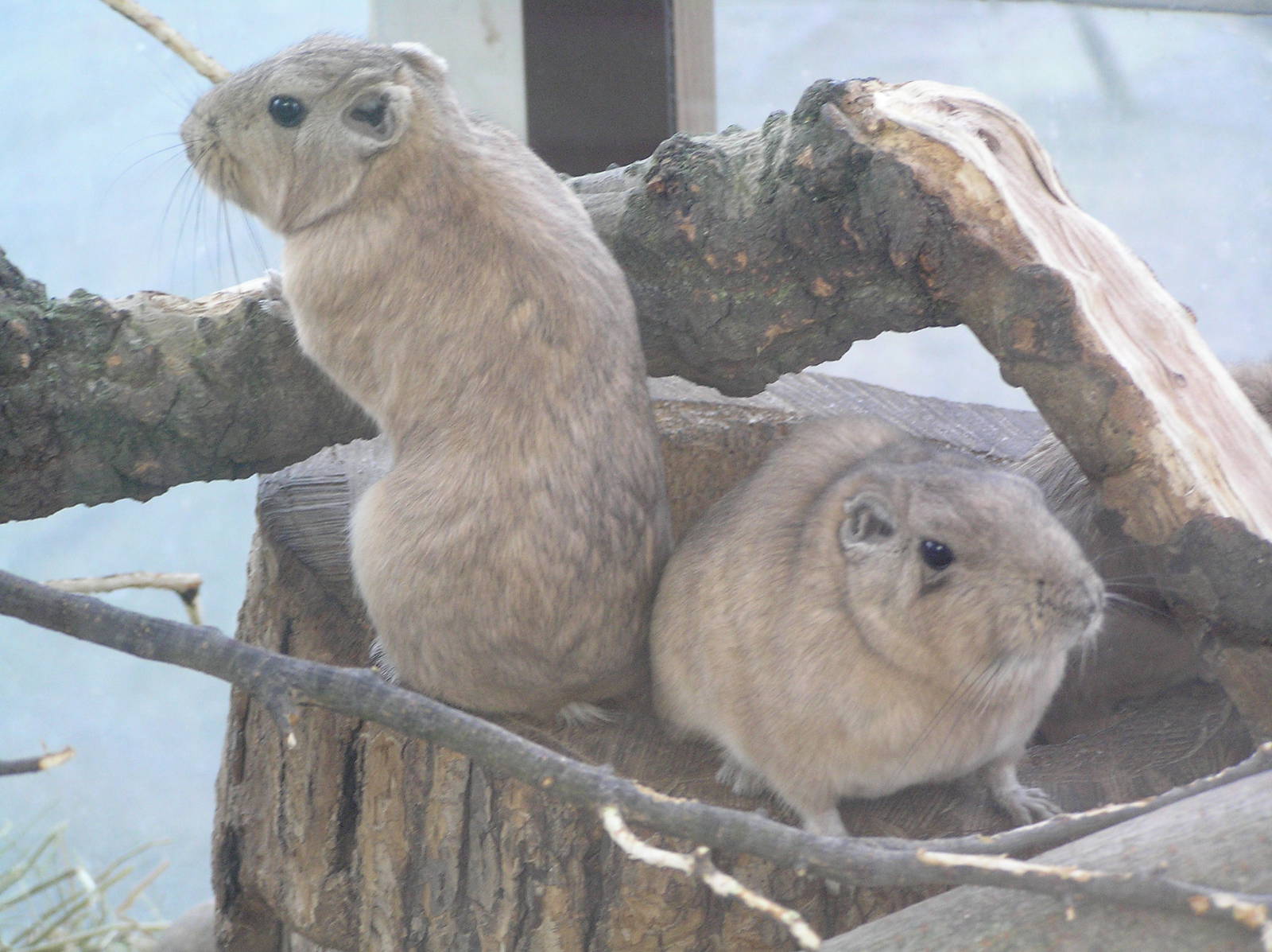 Gundi - Berlin Tierpark