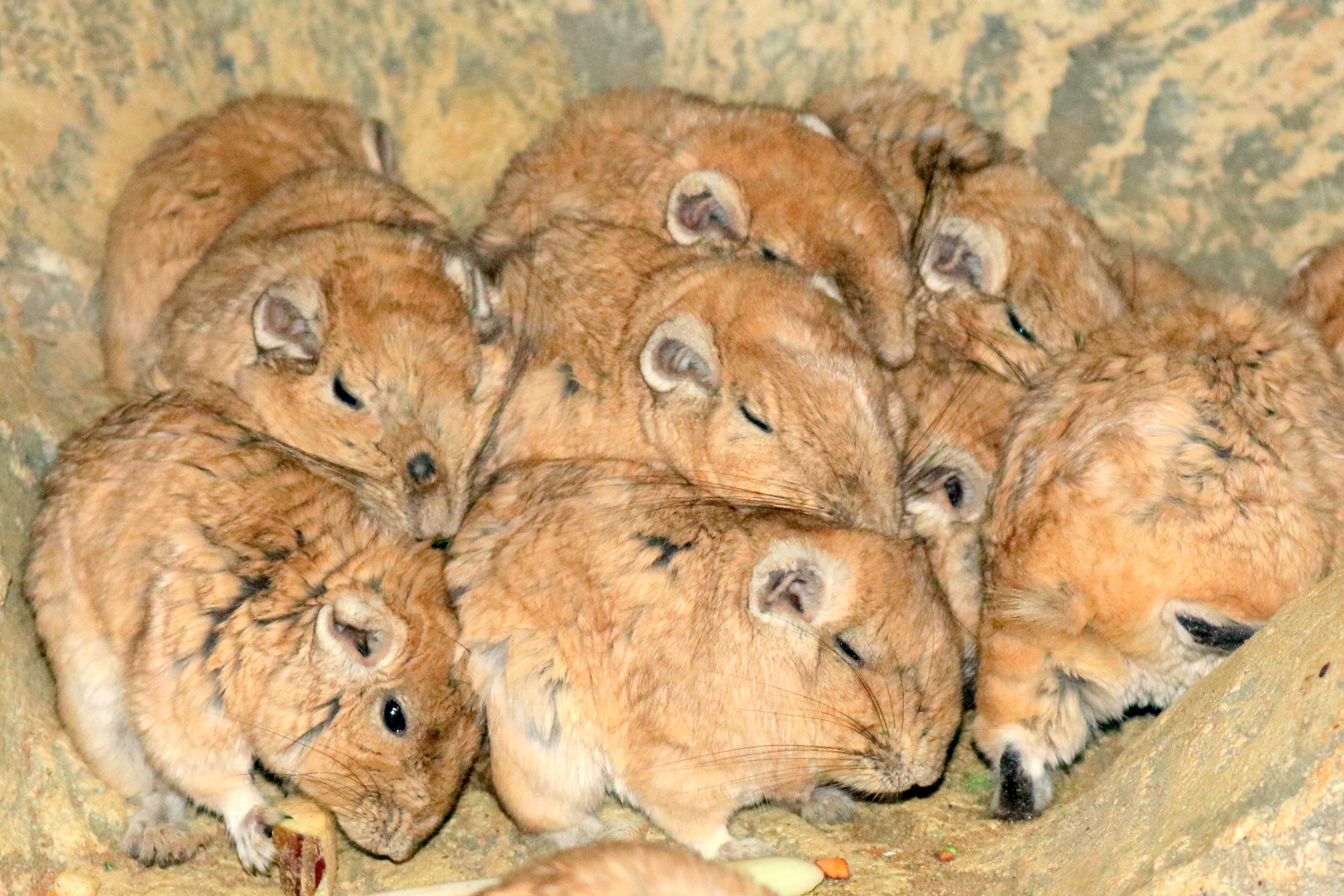 Gundi; Cotswold; 18th August 2019