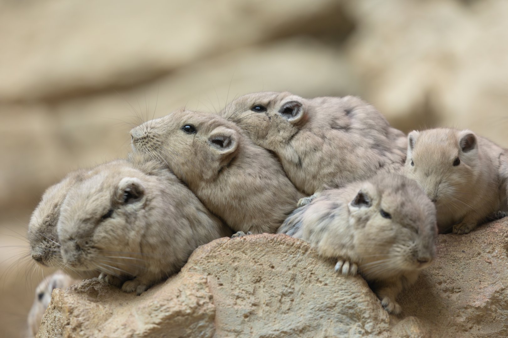 Gundi / Cotswold Wildlife Park / 5-4-23