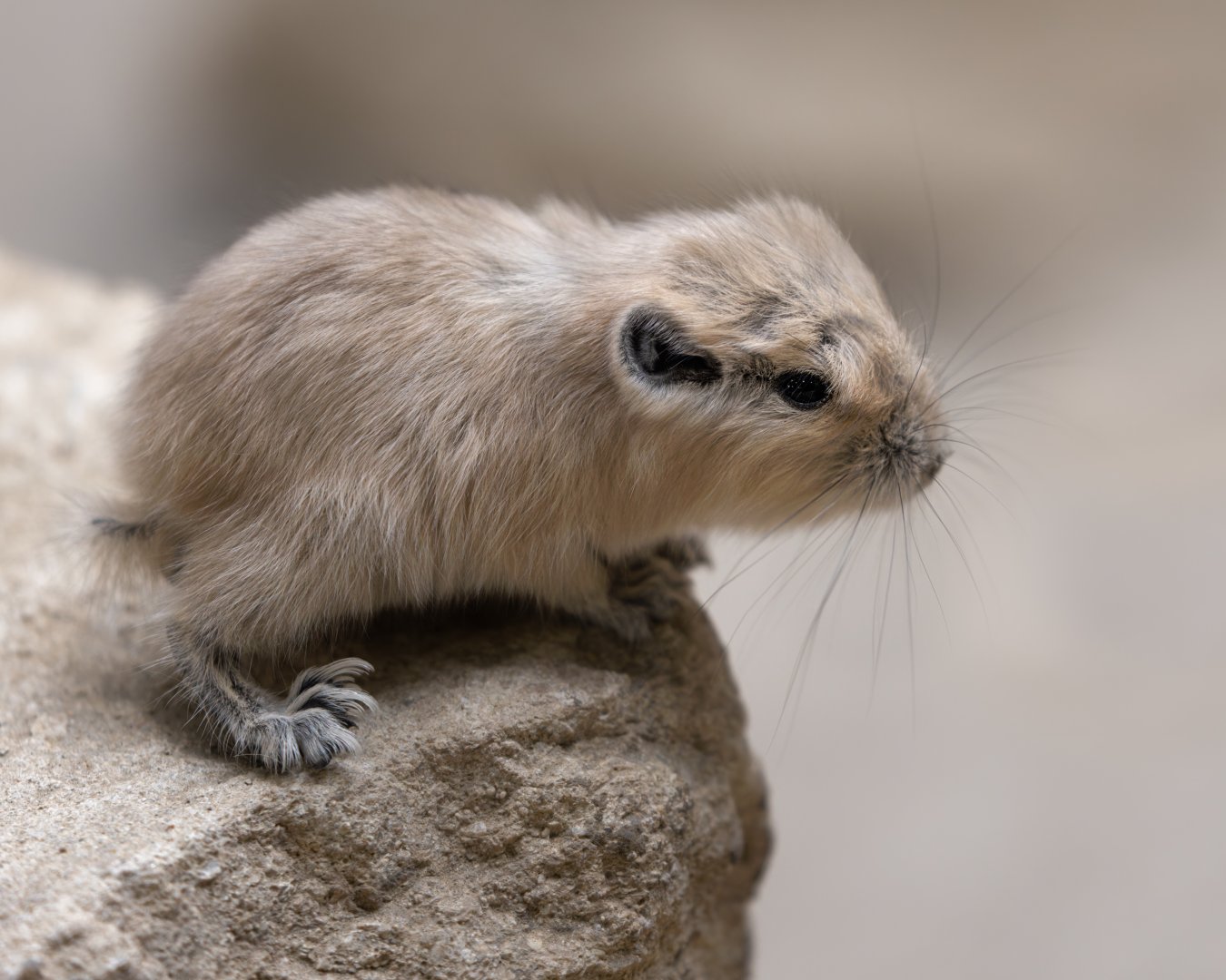 Gundi / Cotswold Wildlife Park / 5-4-23