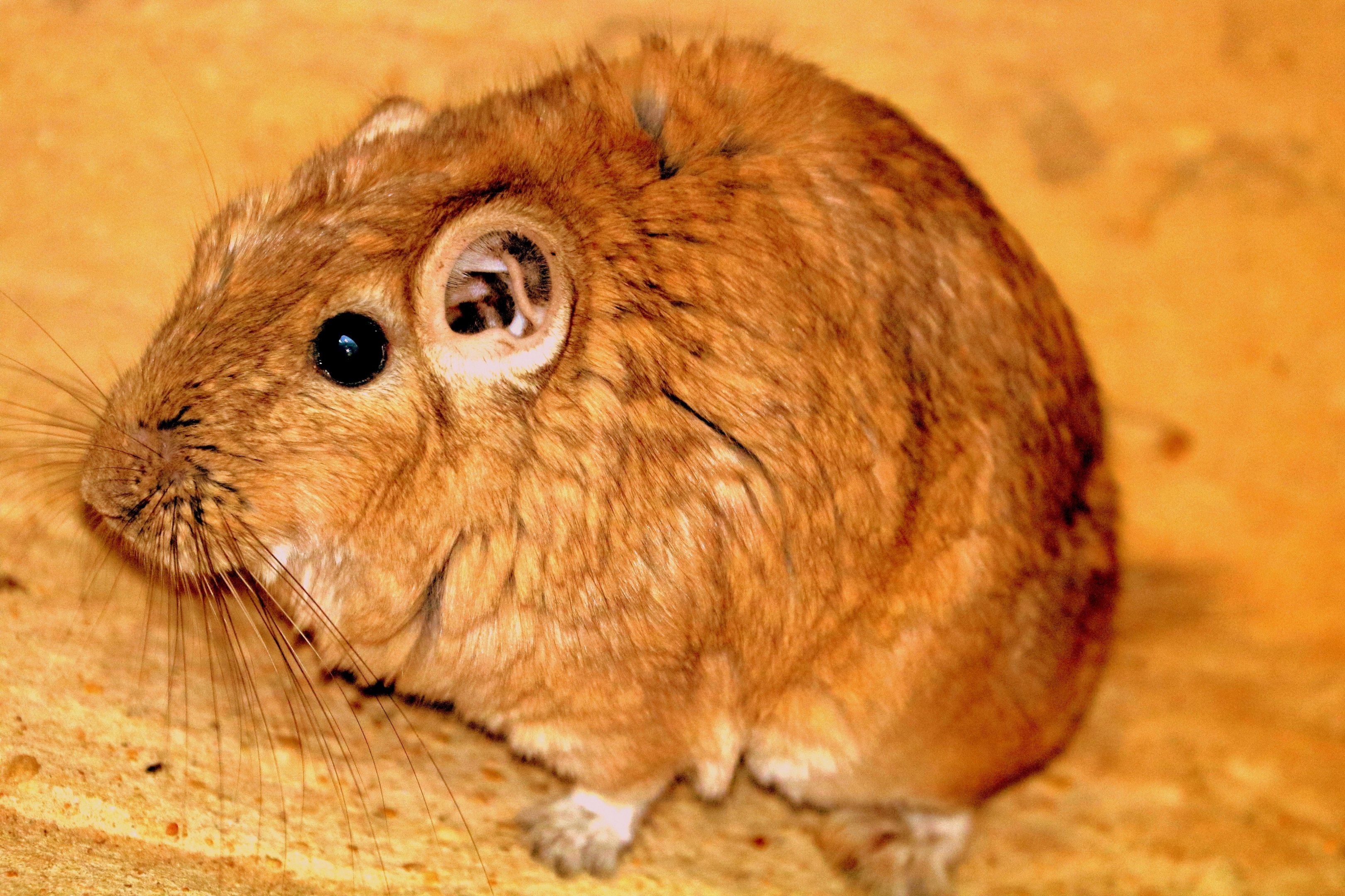 Gundi; Cotswolds; 12th August 2018