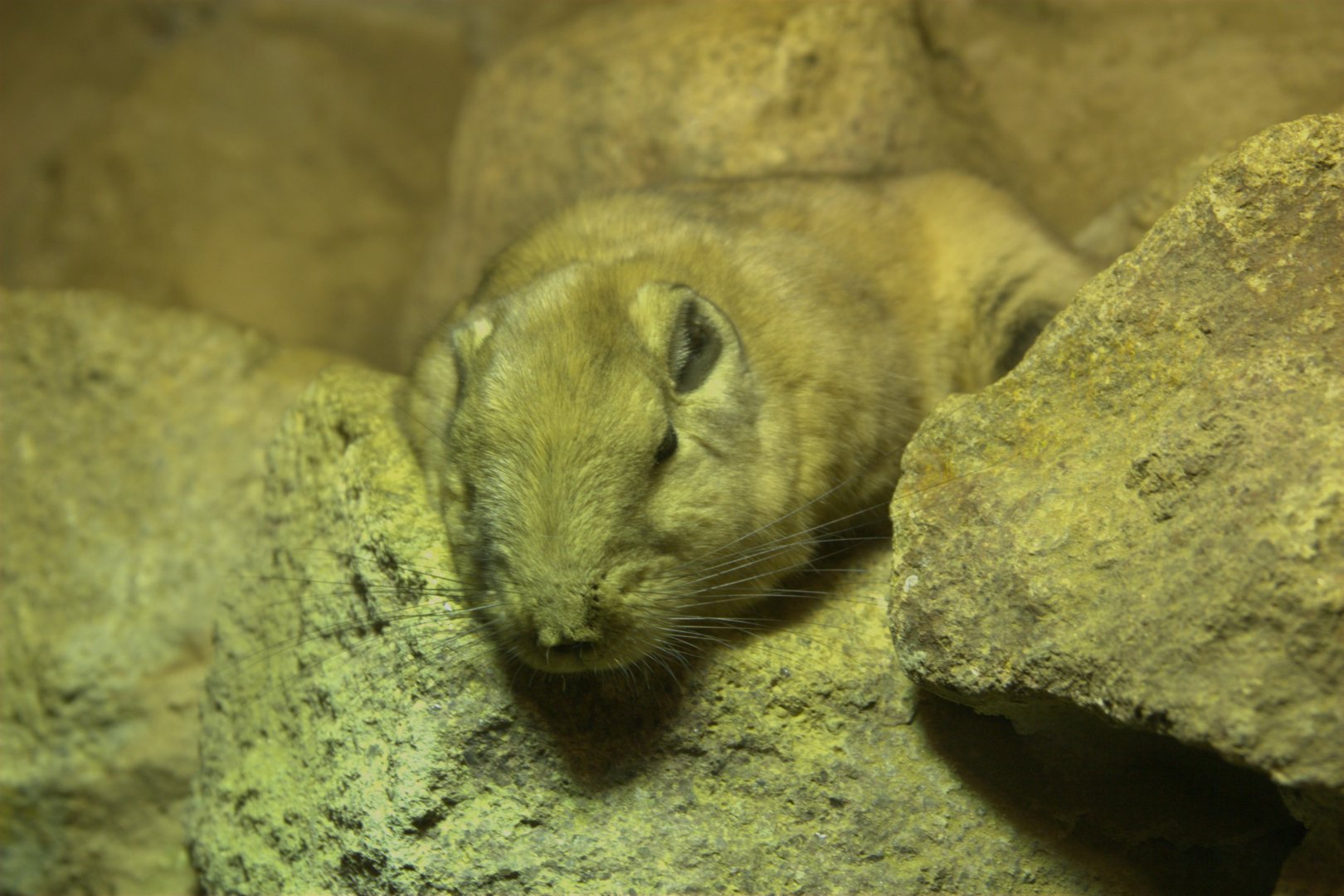 Gundi (Ctenodactylus gundi), 12-09-25