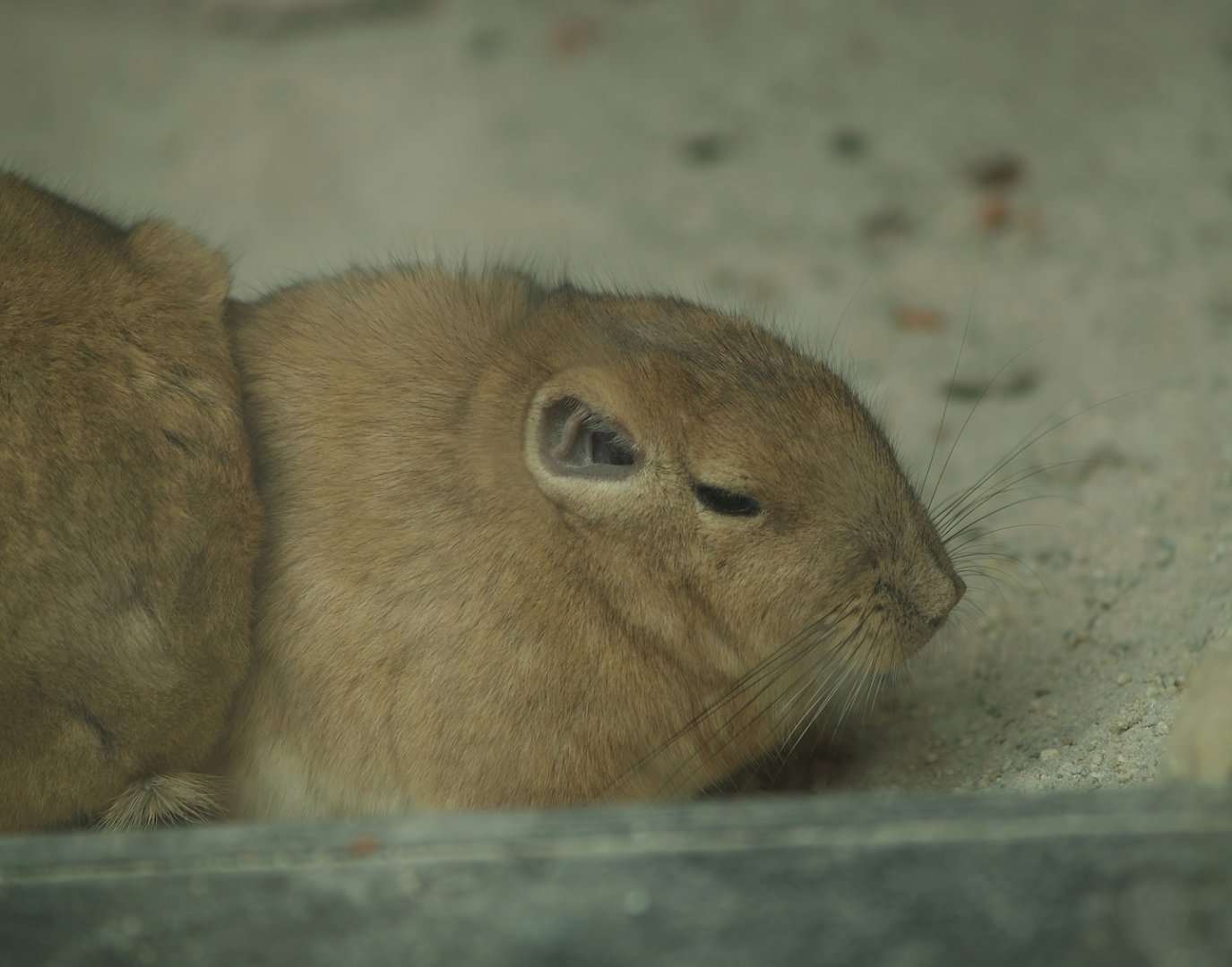 Gundi (Ctenodactylus gundi), 2007-09-16