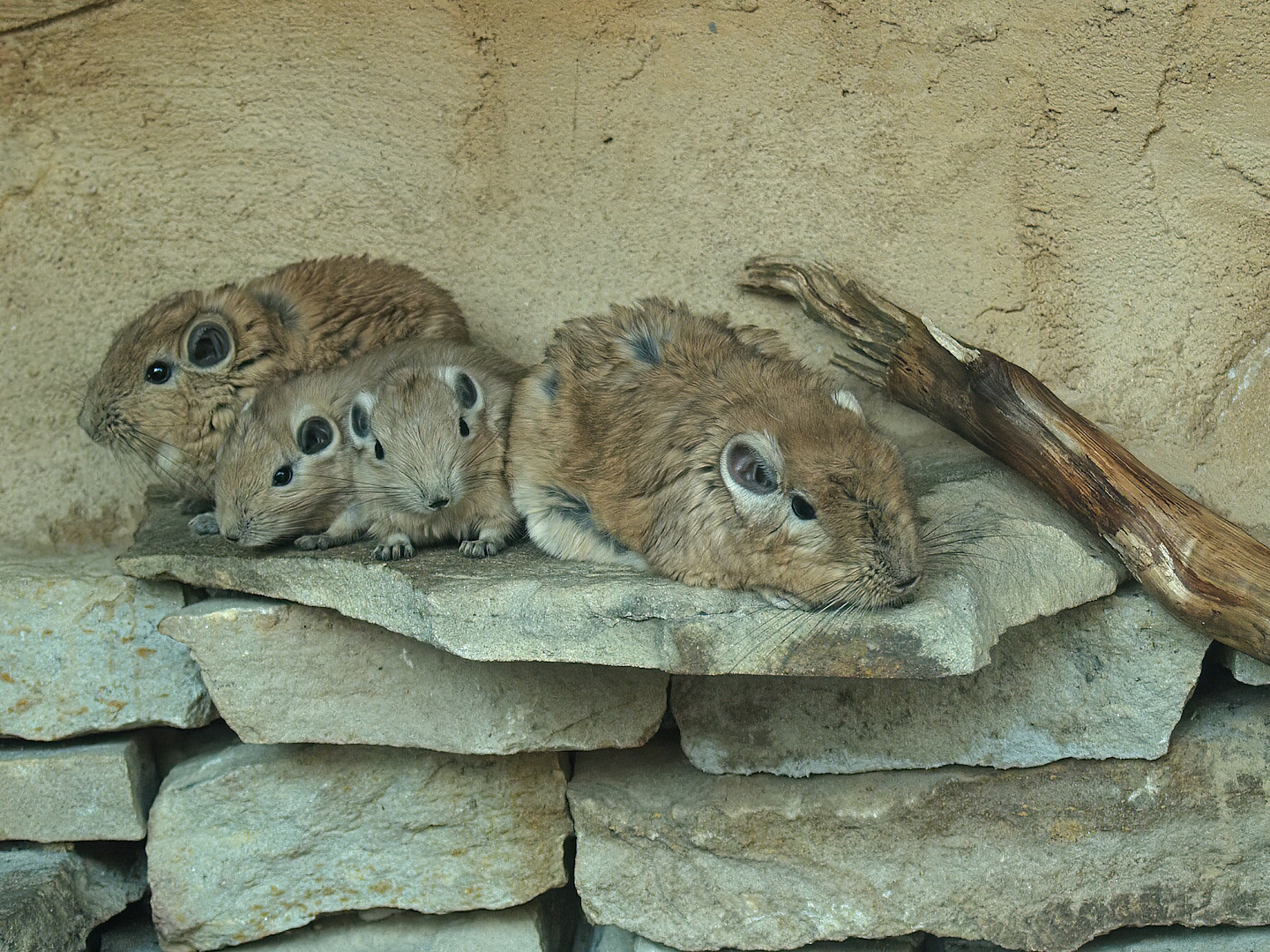 Gundi (Ctenodactylus gundi), 2010-04-18