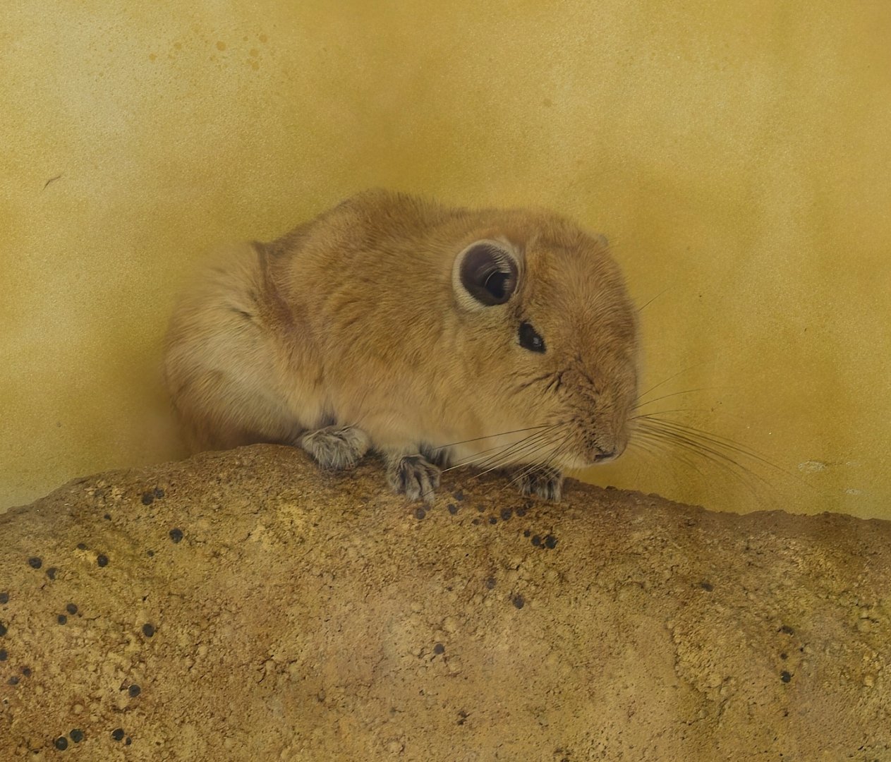 Gundi (Ctenodactylus gundi), 2015-08-01