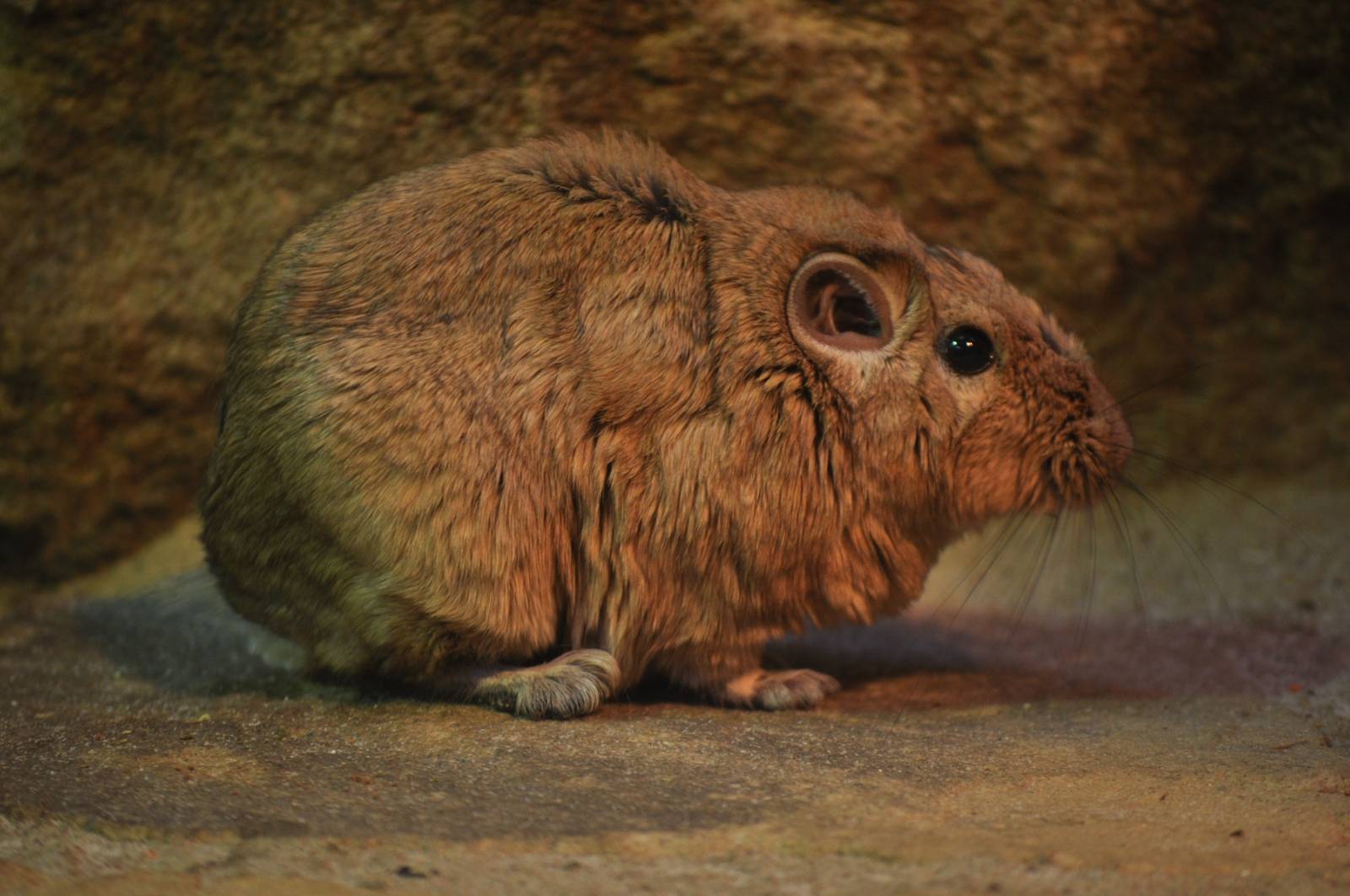 Gundi (Ctenodactylus gundi)