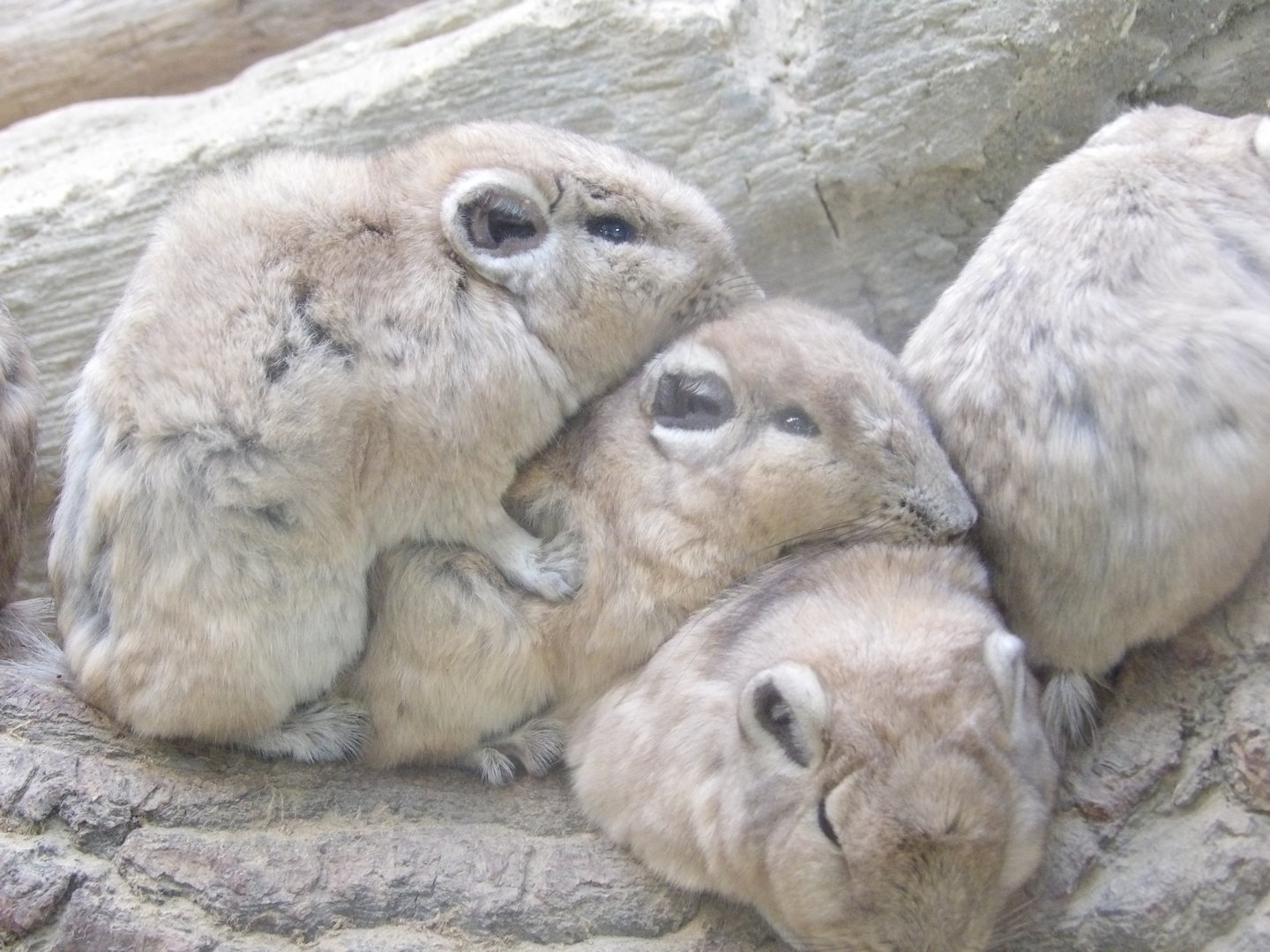 Gundi (Ctenodactylus gundi)