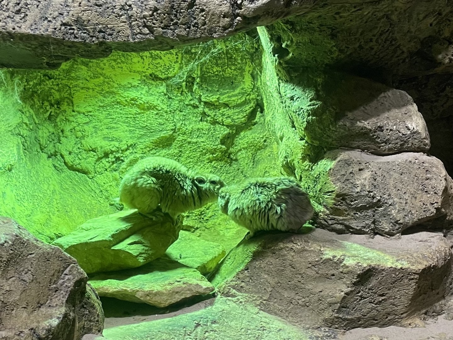 Gundi, (Ctenodactylus gundi)