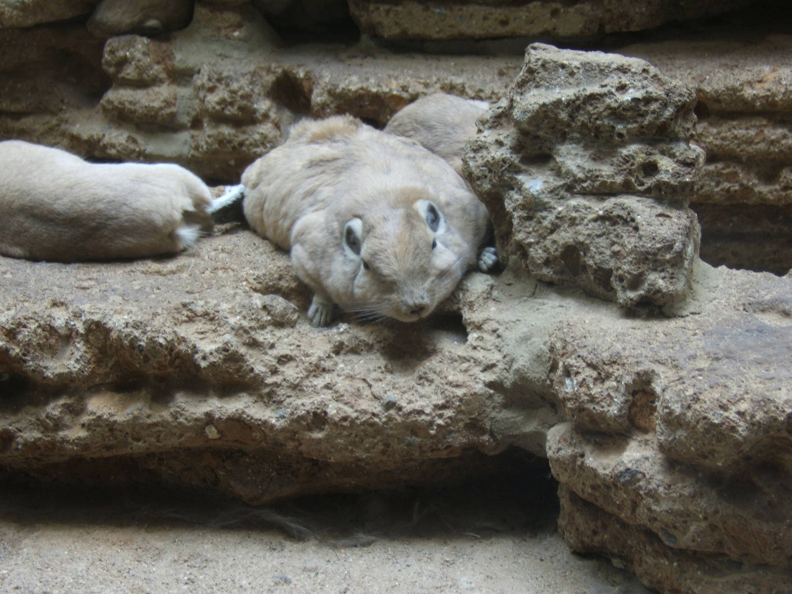 Gundi (Ctenodactylus gundi)