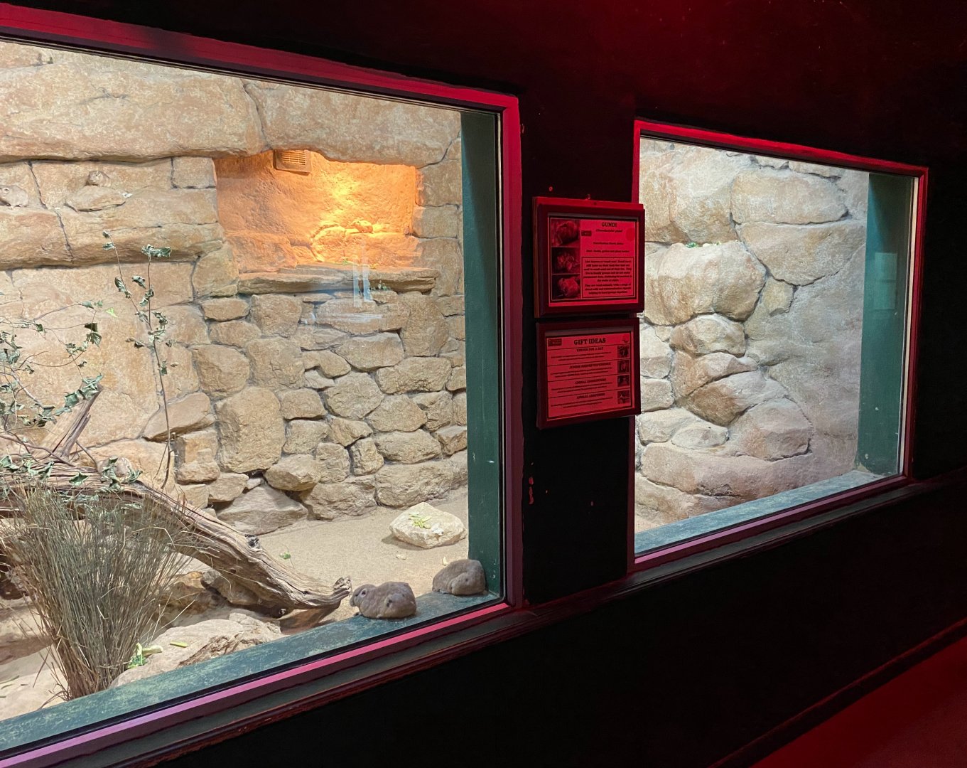 Gundi enclosure, Siamang House, CWP, UK