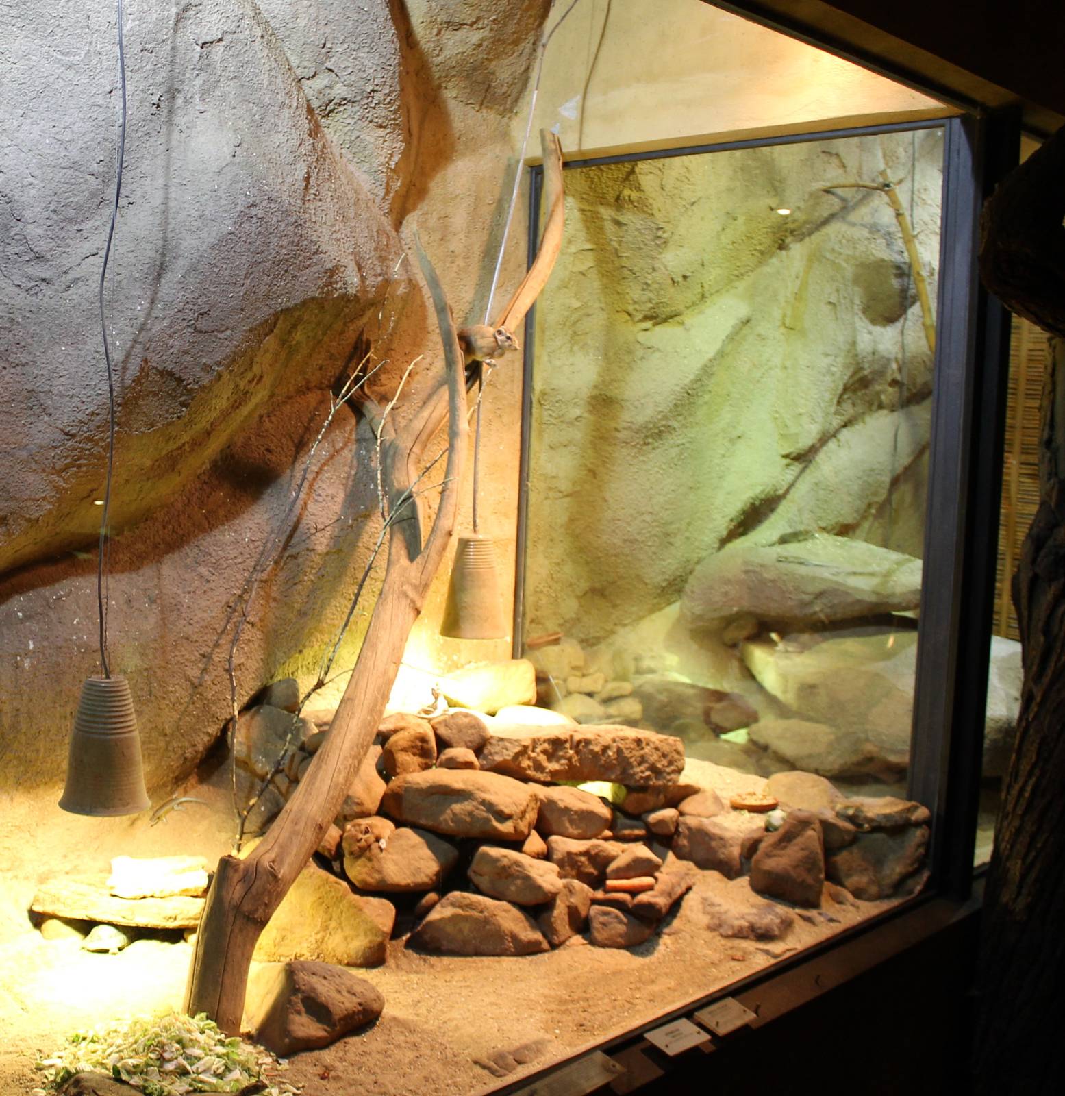 Gundi enclosure