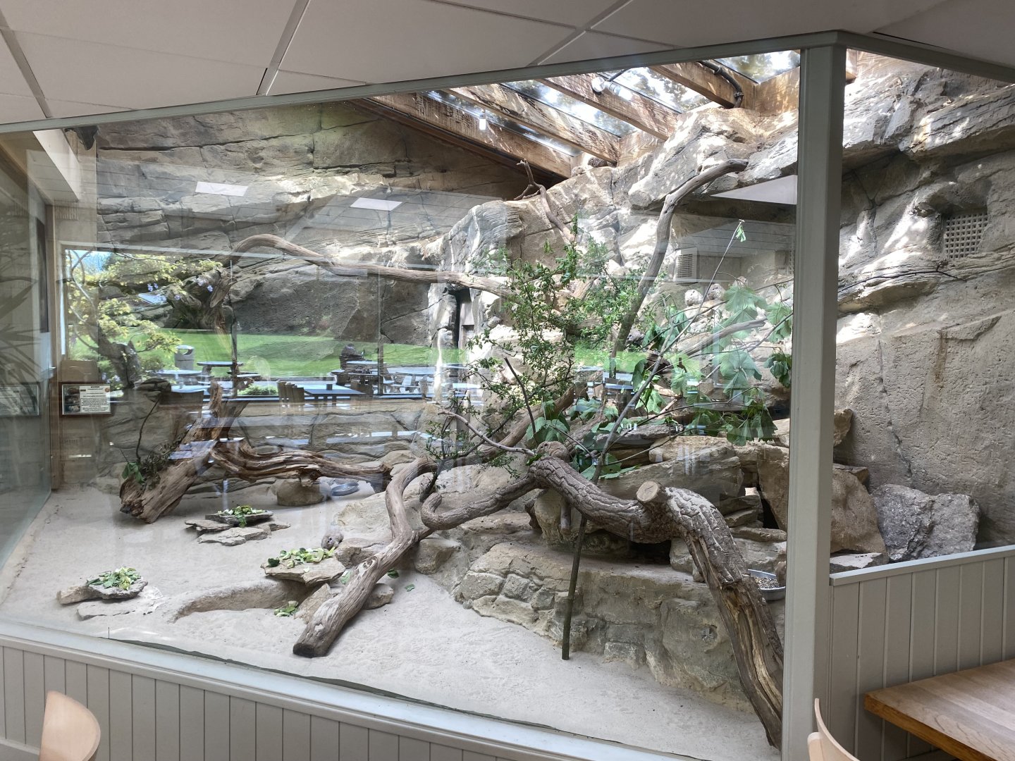 Gundi exhibit inside restaurant 150524