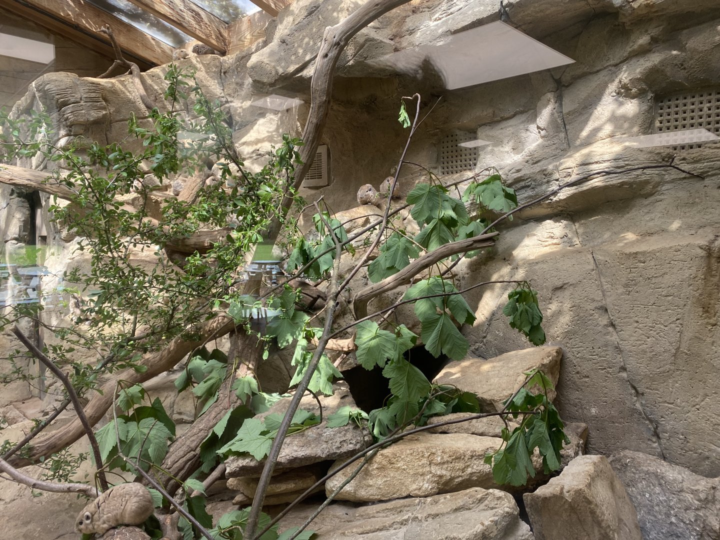 Gundi exhibit inside restaurant 150524