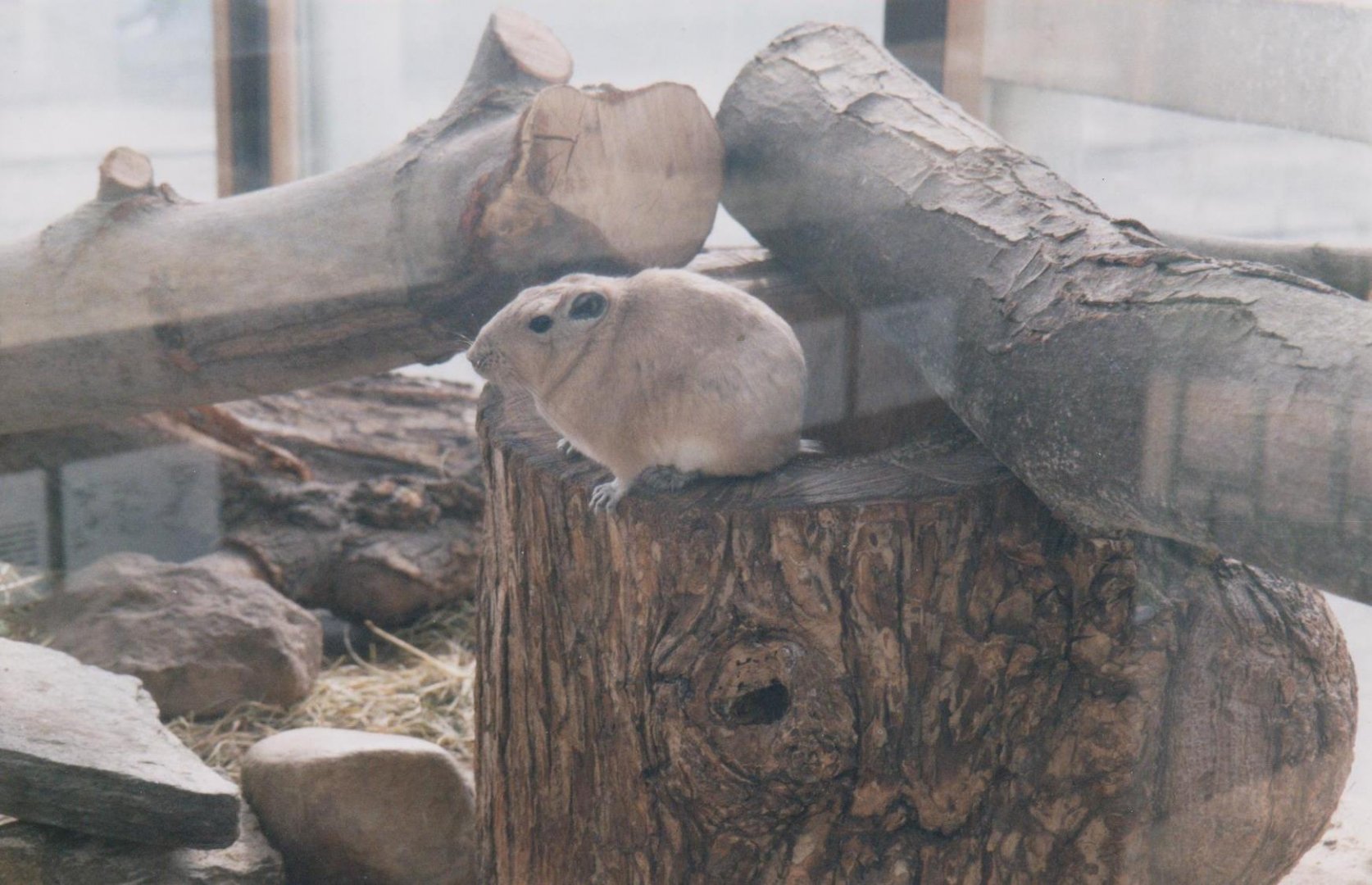 Gundi in the Alfred Brehm-Haus