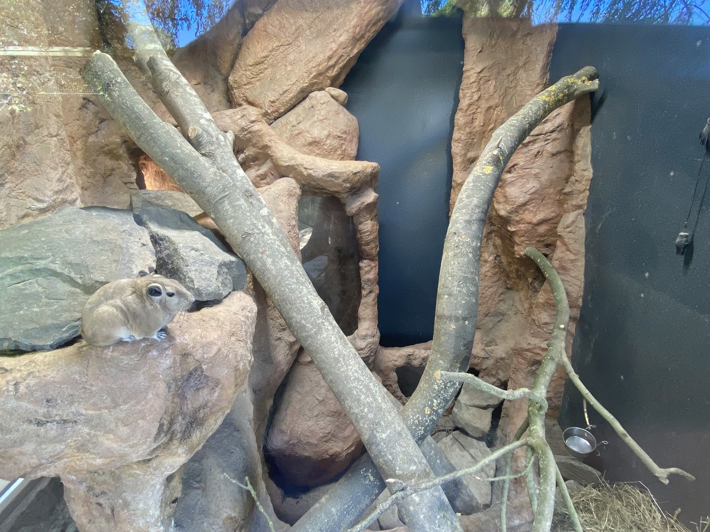 Gundi indoors 230922