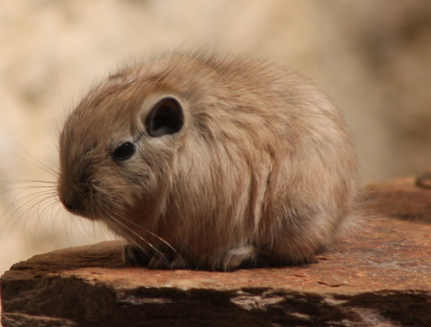 Gundi - juvenile