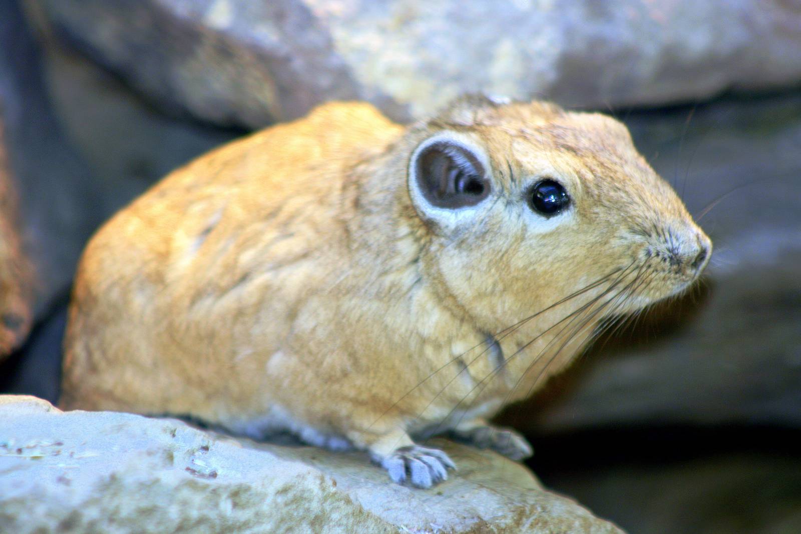 Gundi; Stuttgart (Wilhelma); 6th September 2010