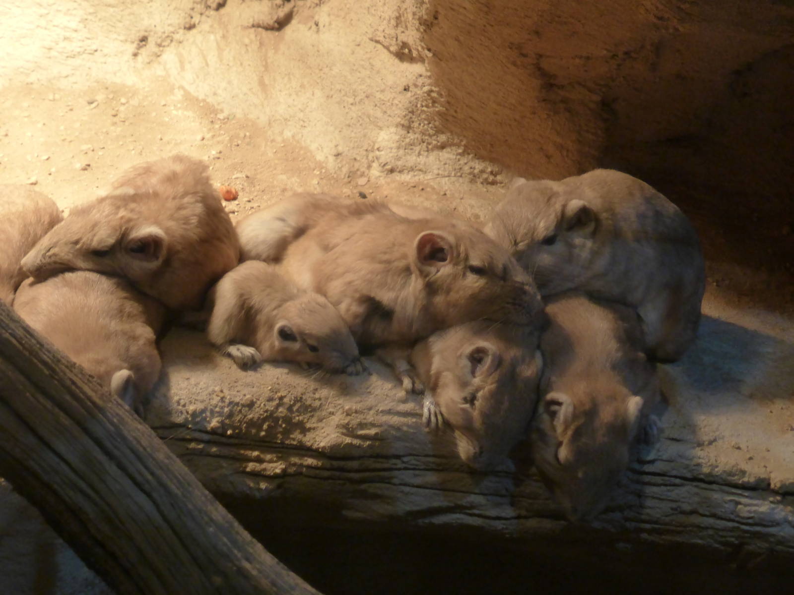 Gundi with baby - Little Africa