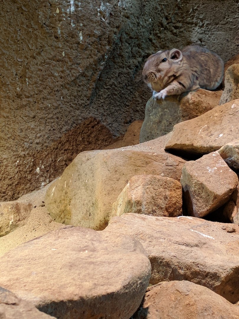 Gundi Zoo Praha 2018
