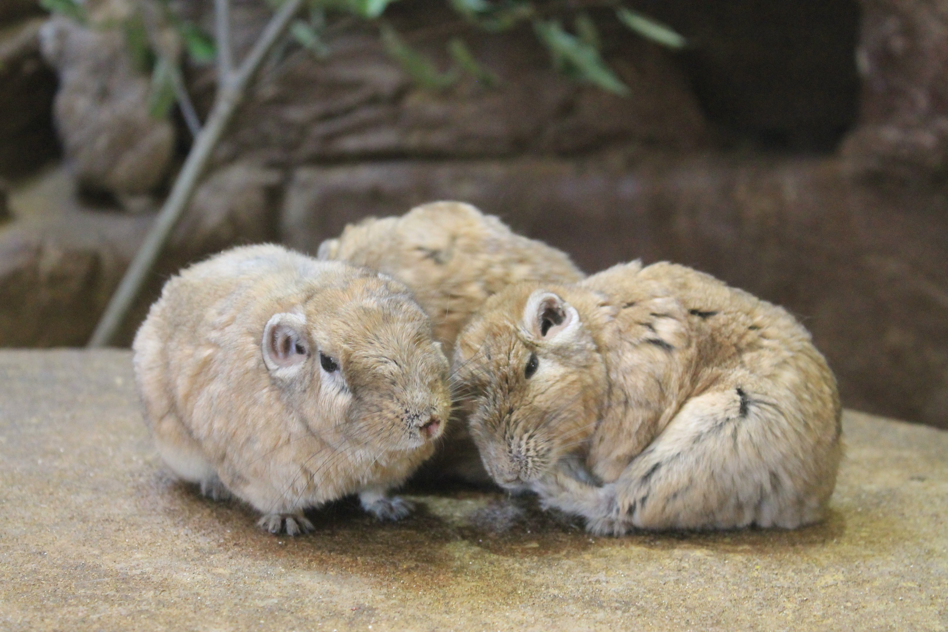 Gundis - Saitama Childrens Zoo