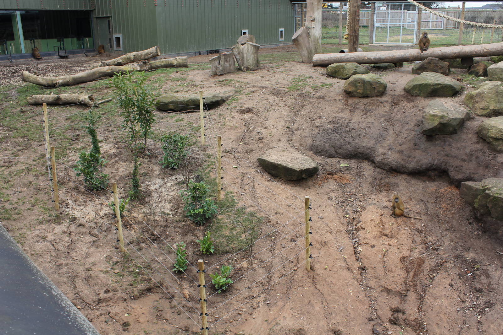 Guniea baboons enclosure 6-3-16