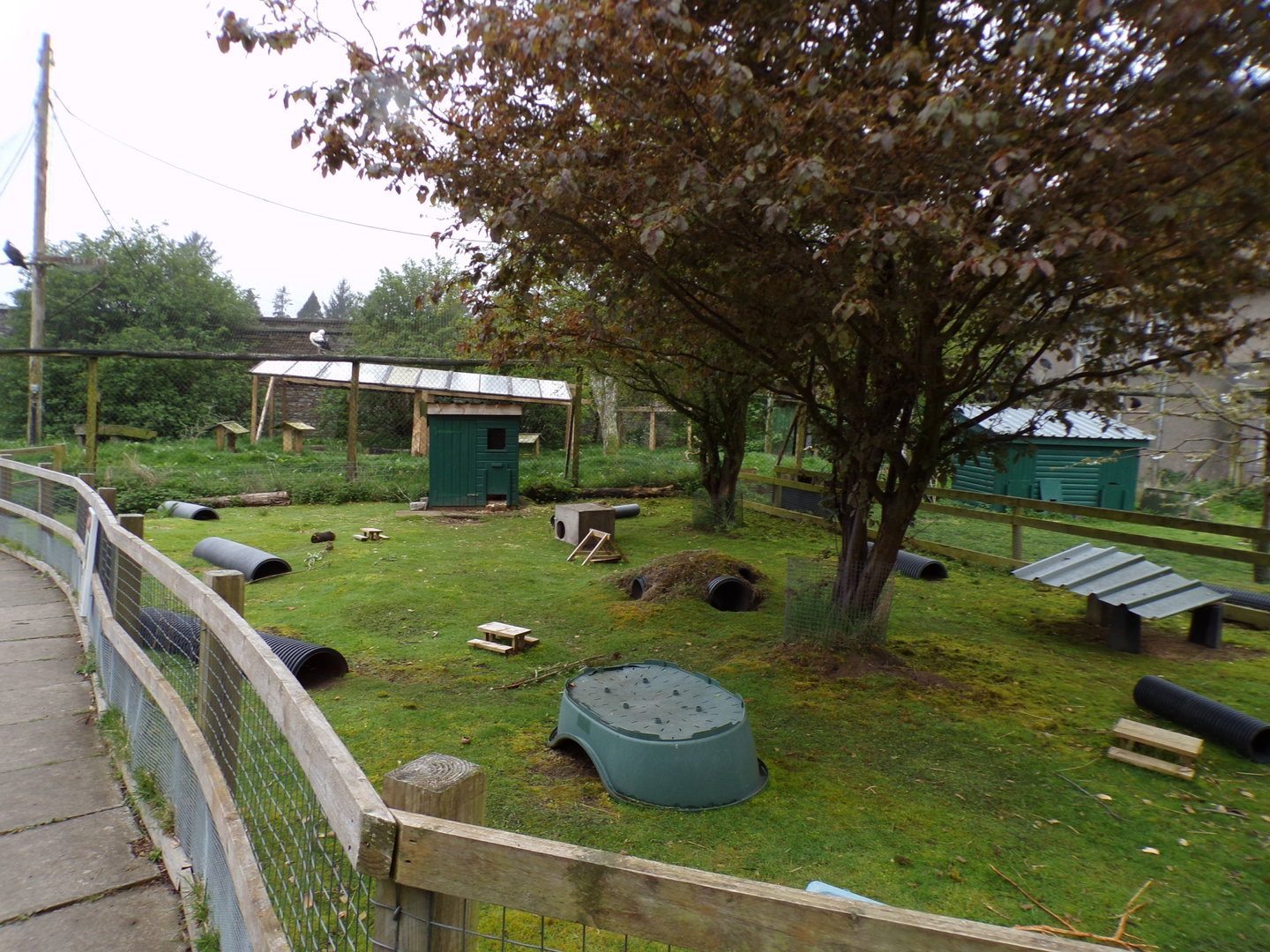 Guniea pig enclosure 7.5.23