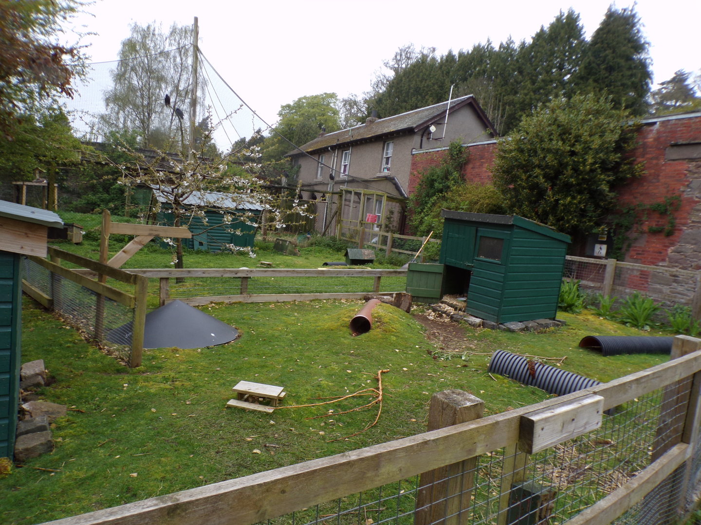 Guniea pig enclosure 7.5.23