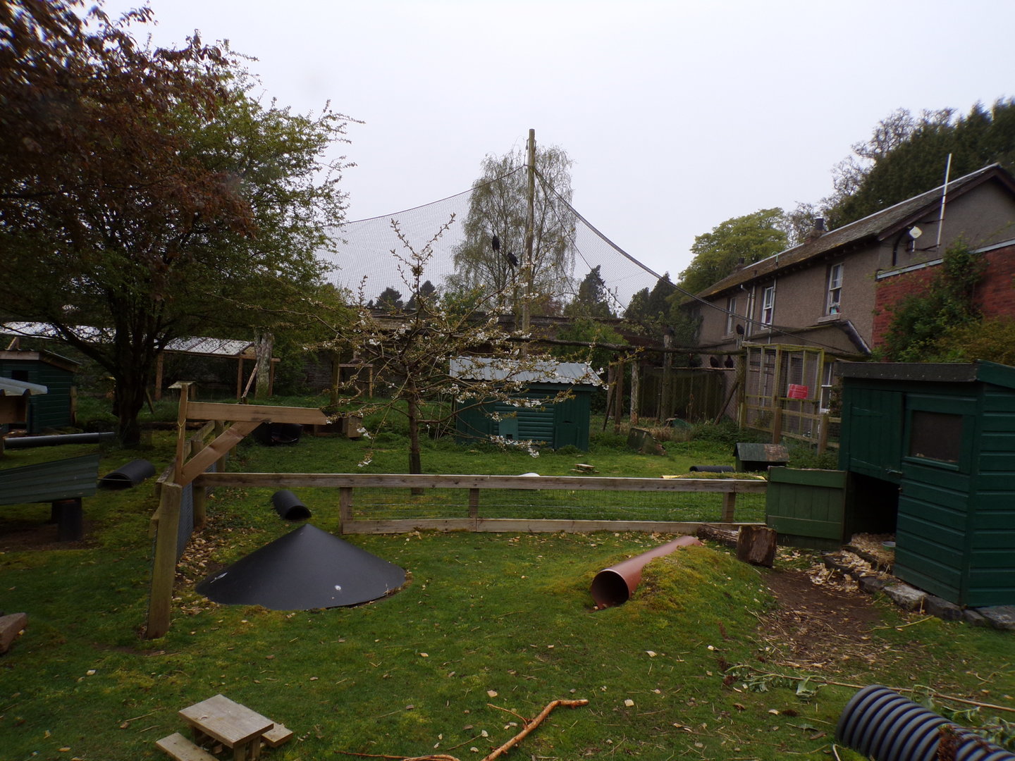 Guniea pig enclosure 7.5.23