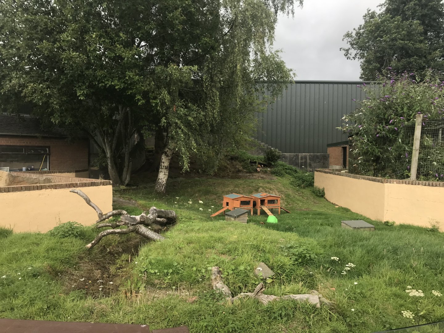 Guniea pig enclosure