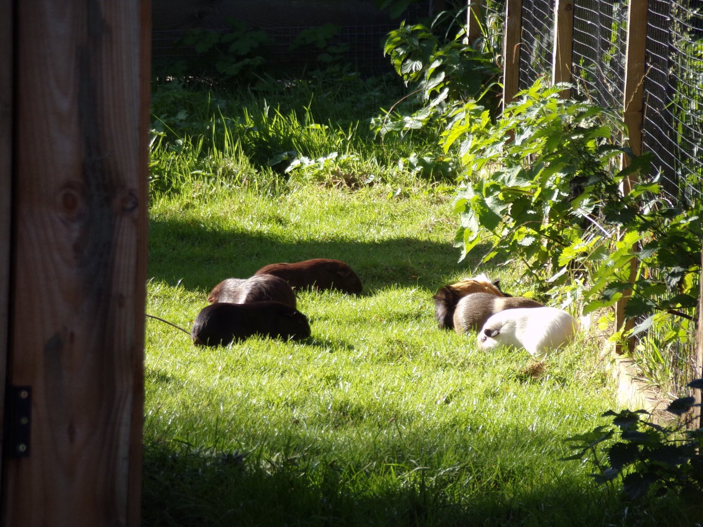 Guniea pigs 14.10.23