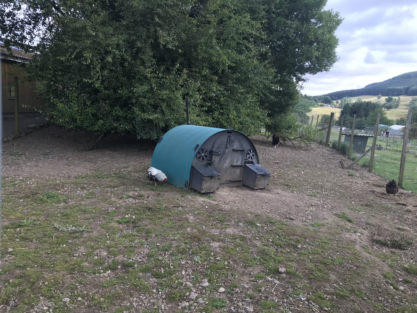 Gunieafowl & chicken enclosure