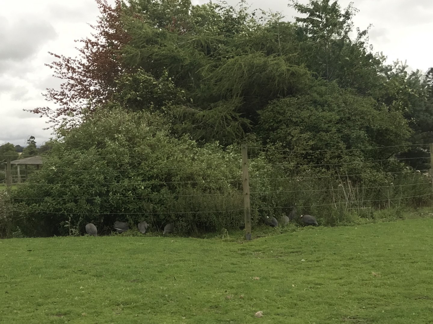 Gunieafowl enclosure