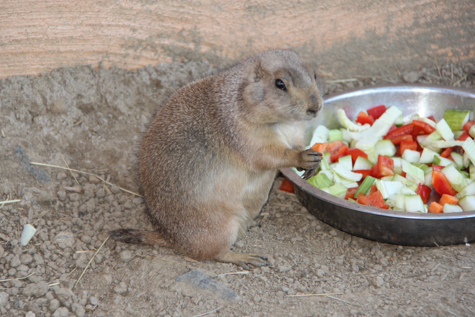 Gunnison's prairie dog (Cynomys gunnisoni)