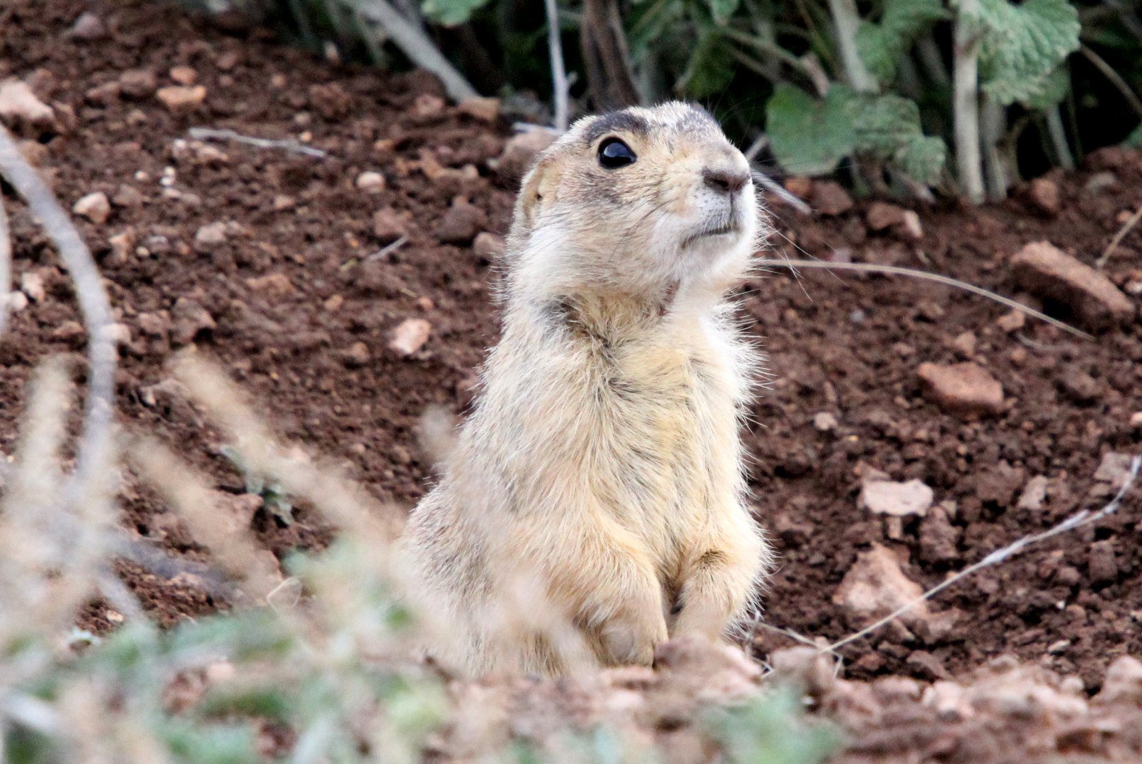 Gunnison's prairie dog (Cynomys gunnisoni)