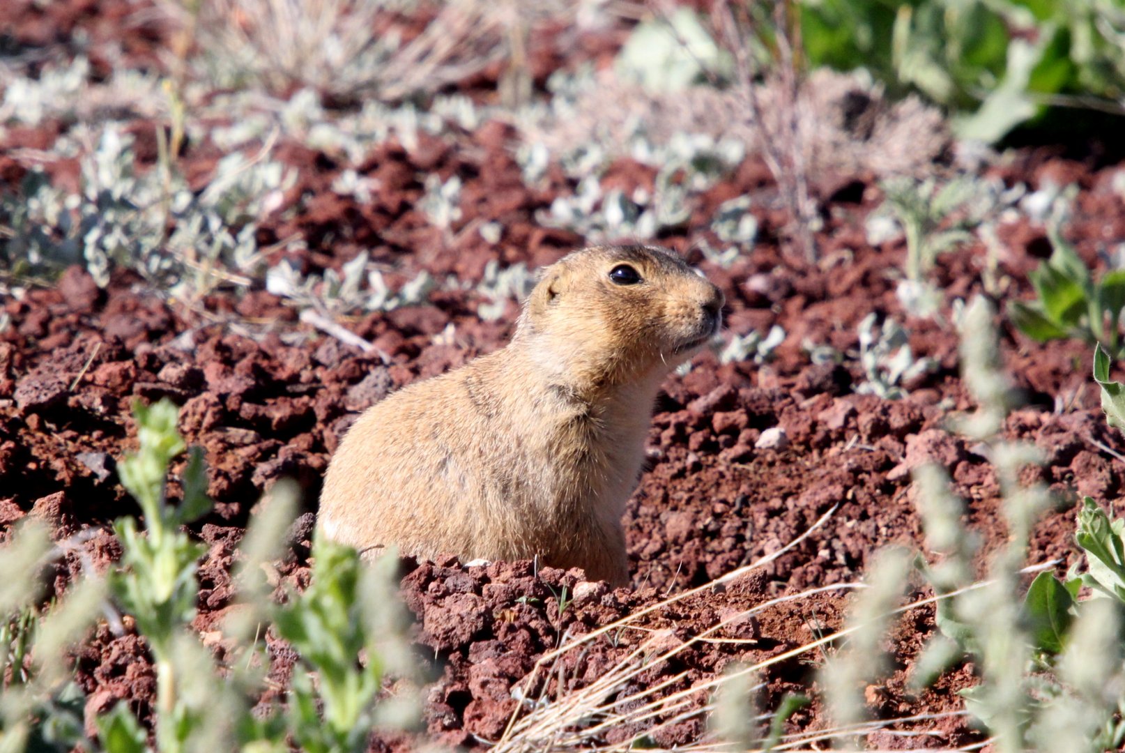 Gunnison's prairie dog (Cynomys gunnisoni)
