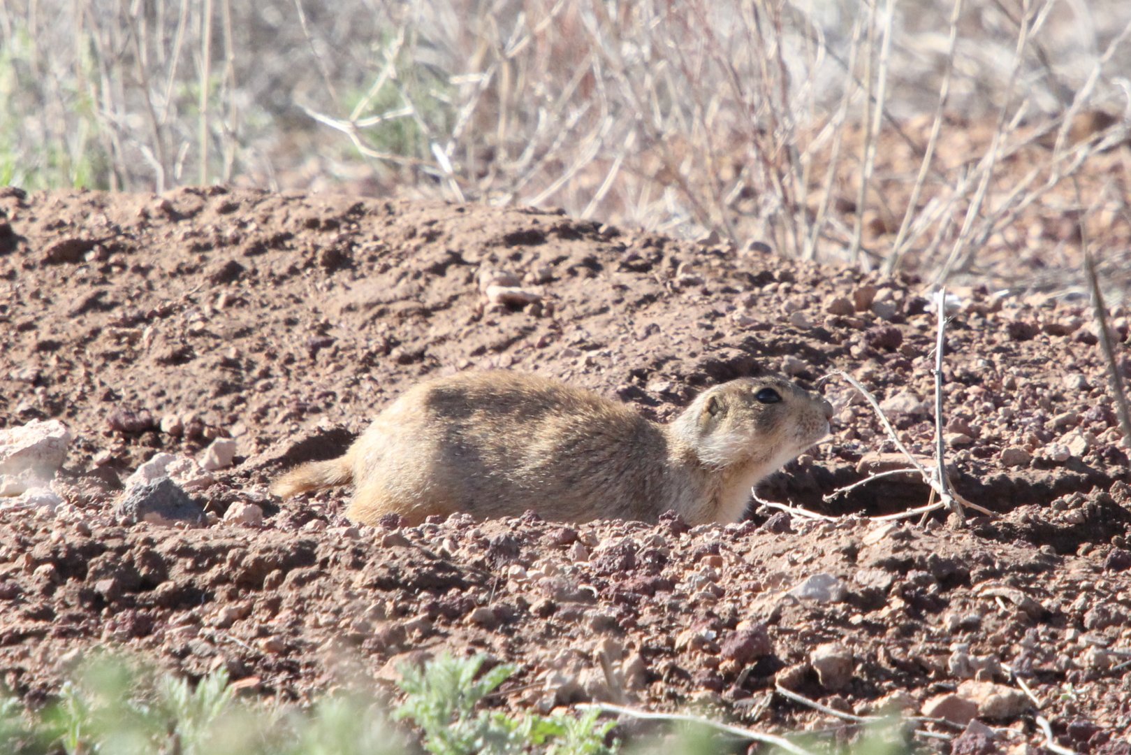 Gunnison's prairie dog (Cynomys gunnisoni)