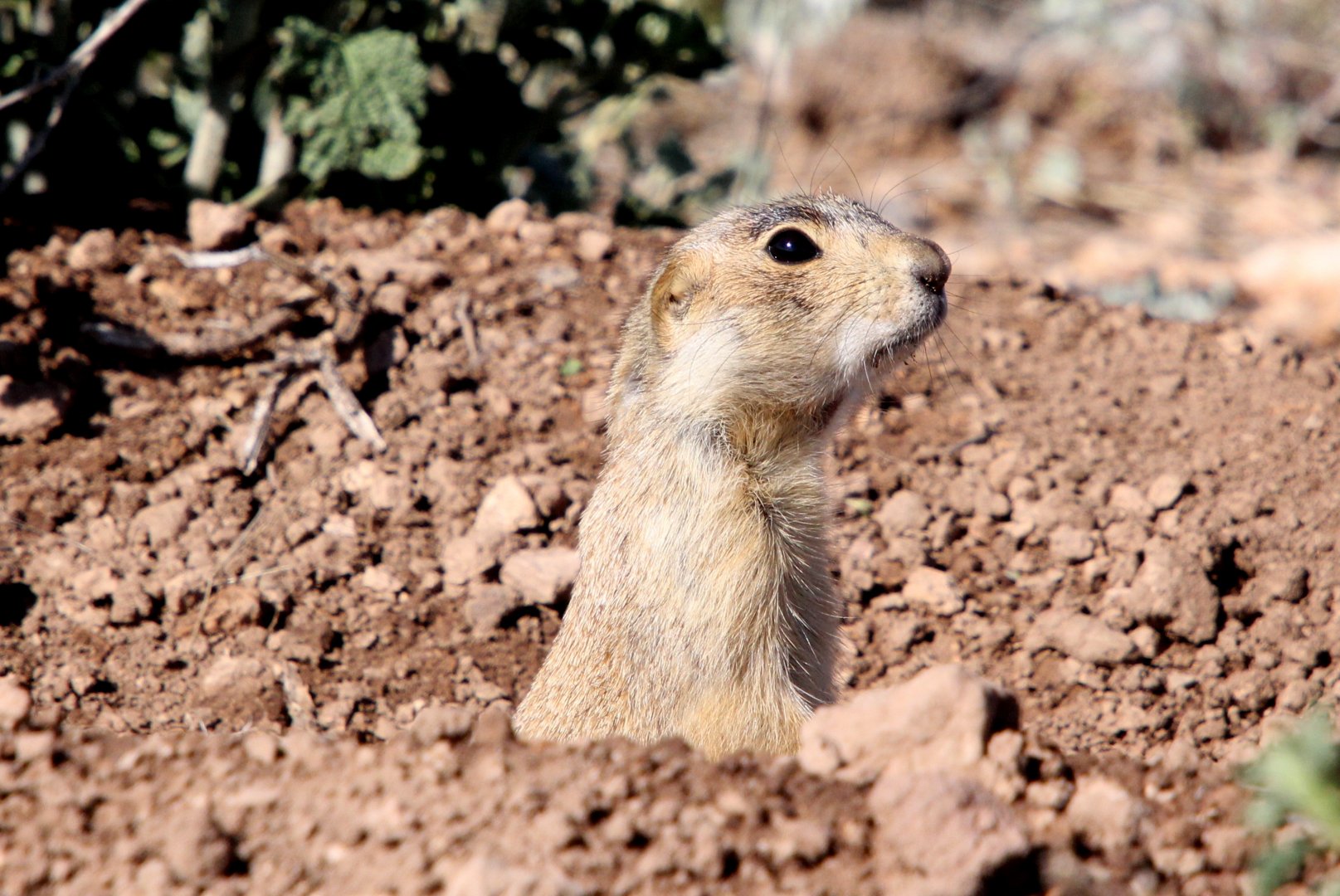 Gunnison's prairie dog (Cynomys gunnisoni)