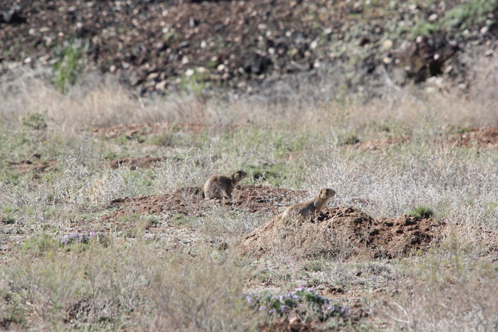 Gunnison's prairie dog (Cynomys gunnisoni)