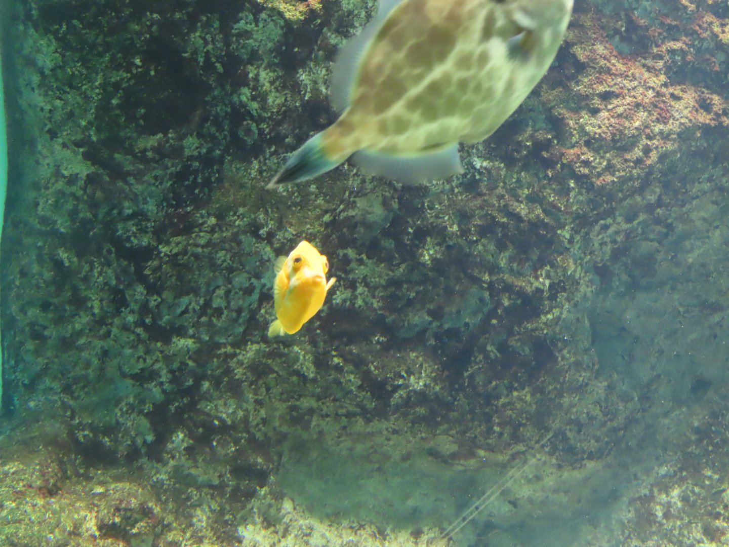 Gunn's leatherjacket and white barred boxfish