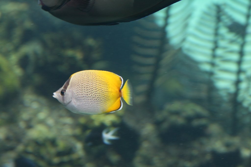 Gunthers Butterflyfish