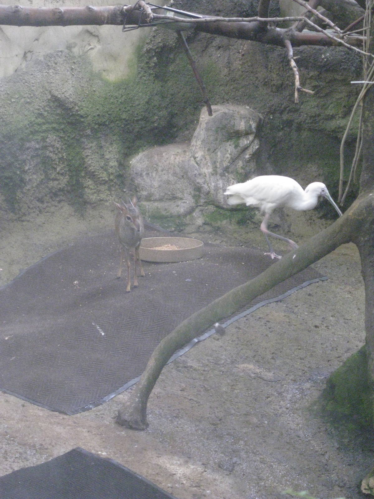 Günther's Dik-dik/African Spoonbill "Humphrey"