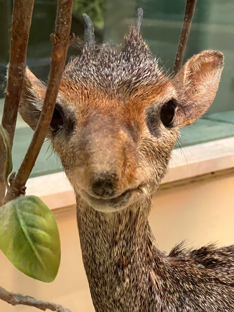 Gunther's Dik-Dik Closeup