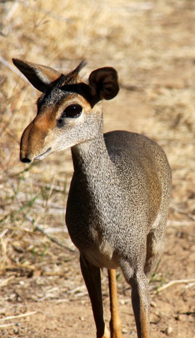 Günther's dik-dik (Madoqua guentheri) 2010
