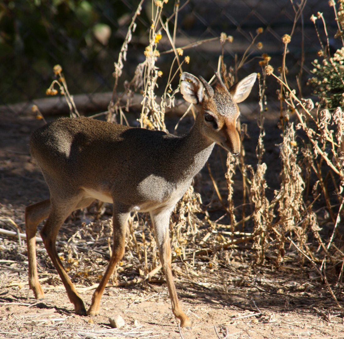 Günther's dik-dik (Madoqua guentheri) 2010