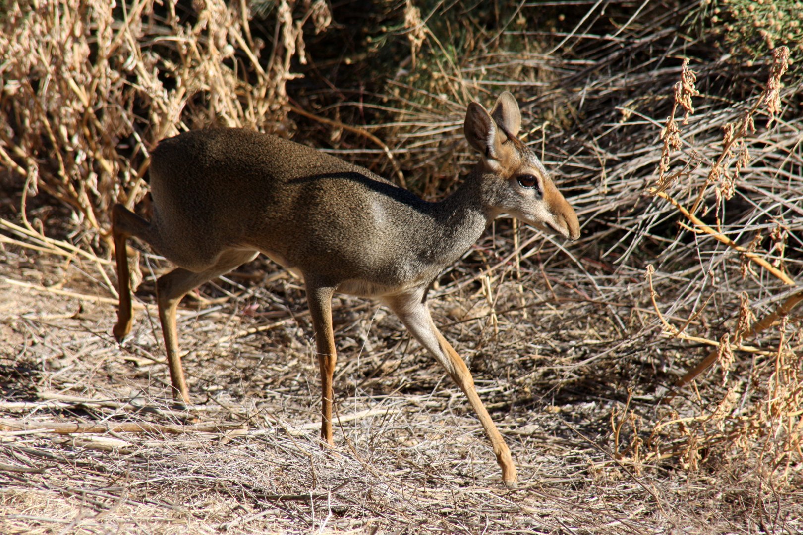 Günther's dik-dik (Madoqua guentheri) 2010