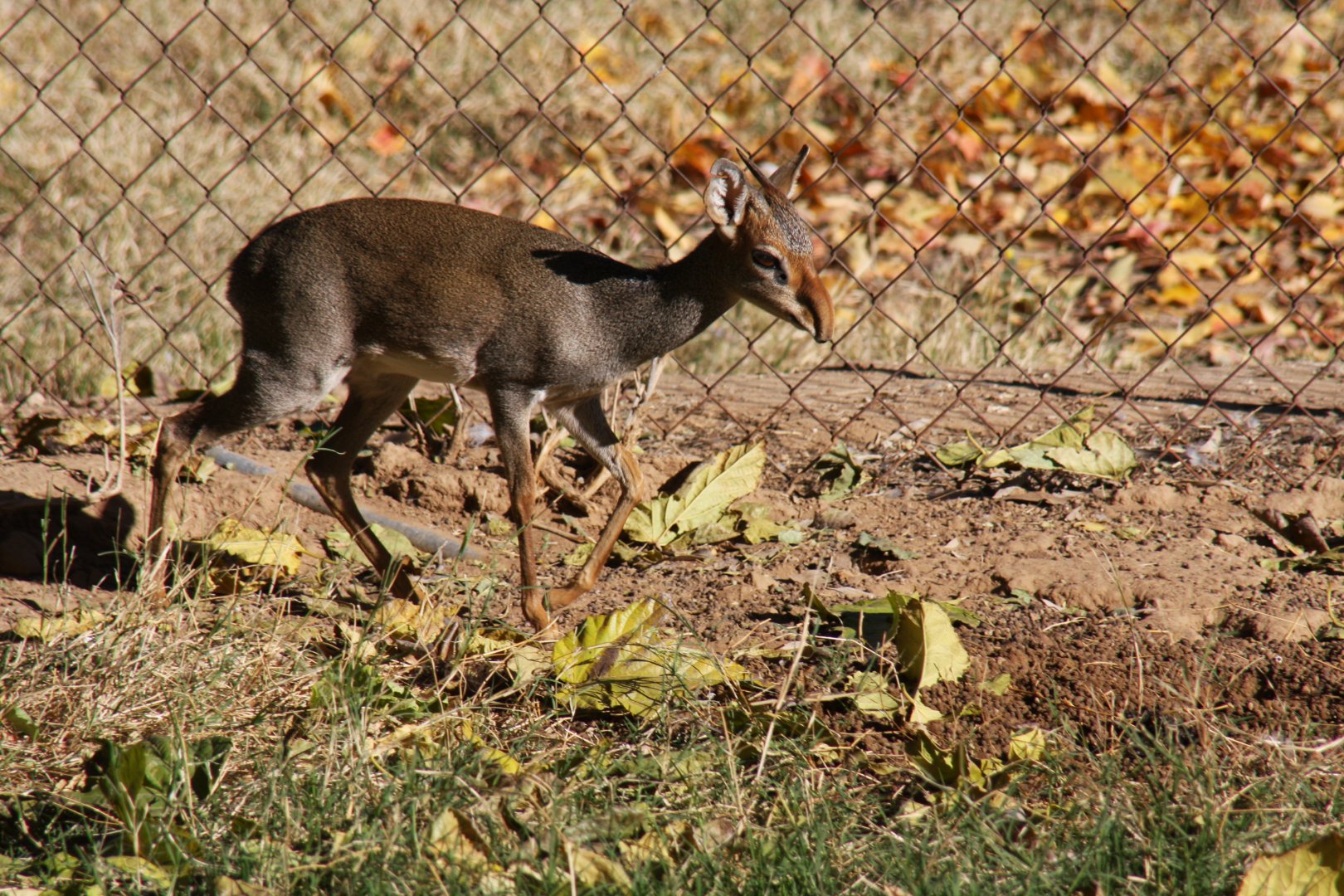 Günther's dik-dik (Madoqua guentheri) 2010