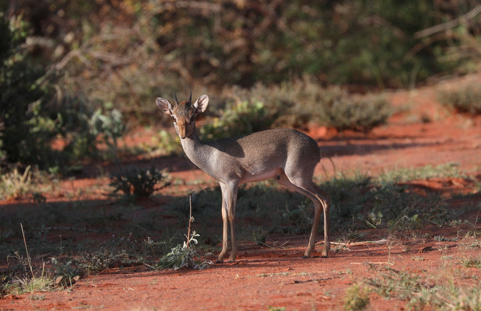 Günther's dik-dik (Madoqua guentheri guentheri)