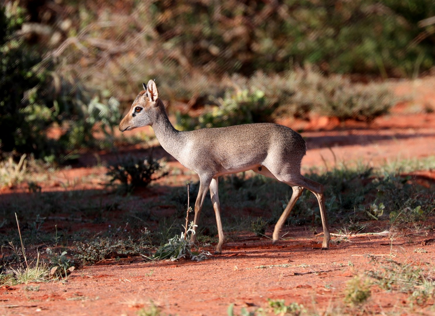 Günther's dik-dik (Madoqua guentheri guentheri)
